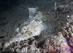 Crocodile fish on a night dive by Sharon English 